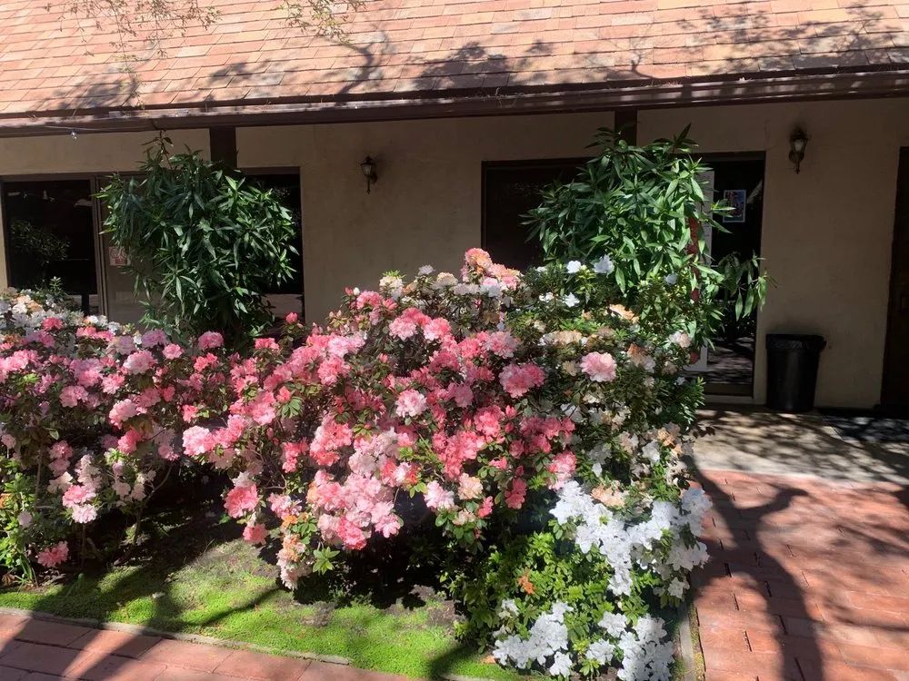 The garden courtyard in bloom