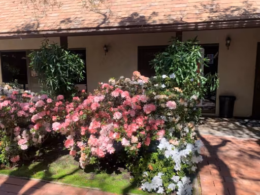 The garden courtyard in bloom